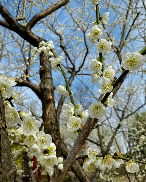 绿萼梅,其萼绿花白,小枝青绿而得名.绿萼梅花瓣有单瓣,复瓣和重瓣.