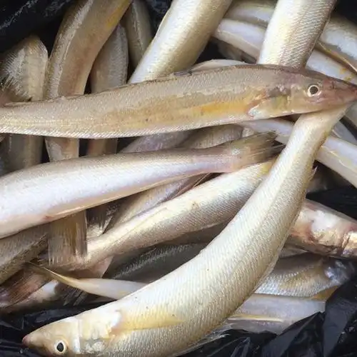 沙丁鱼500g沙尖鱼去内脏新鲜