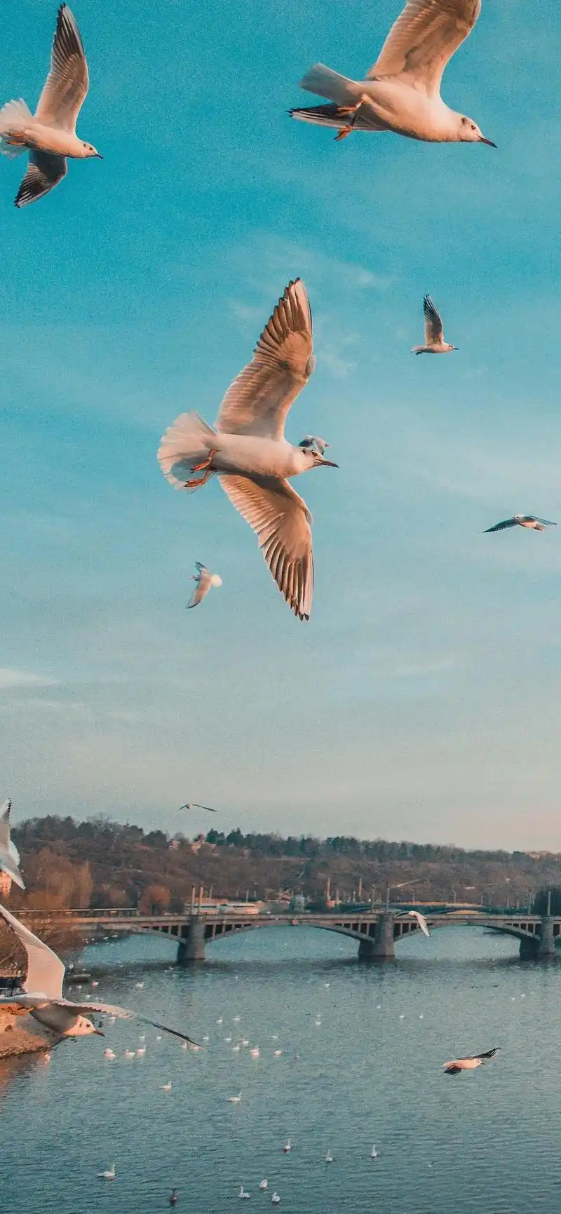 iphone壁纸 4k超清 #欢迎取图  #苹果锁屏壁纸 # - 抖音