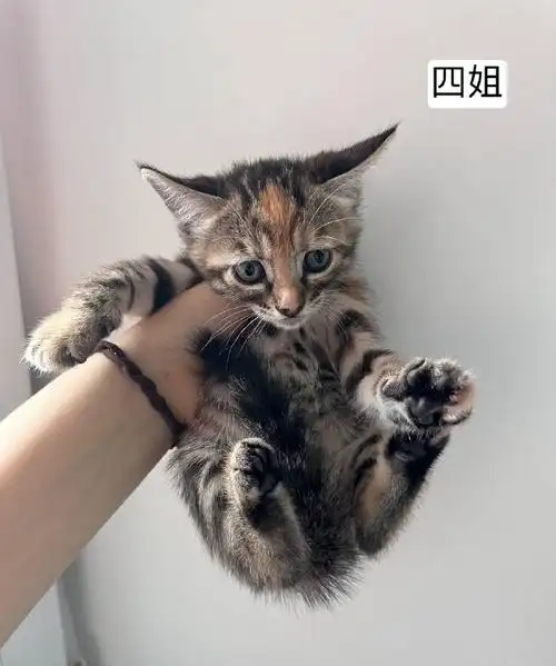 中华田园猫(妈妈是豹猫和美短的串,爸爸是英短)  年龄:40天(5月10号生