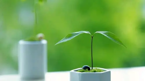 小清新嫩芽绿色护眼精选高清桌面壁纸大全(二)-高清壁纸-壁纸下载-美