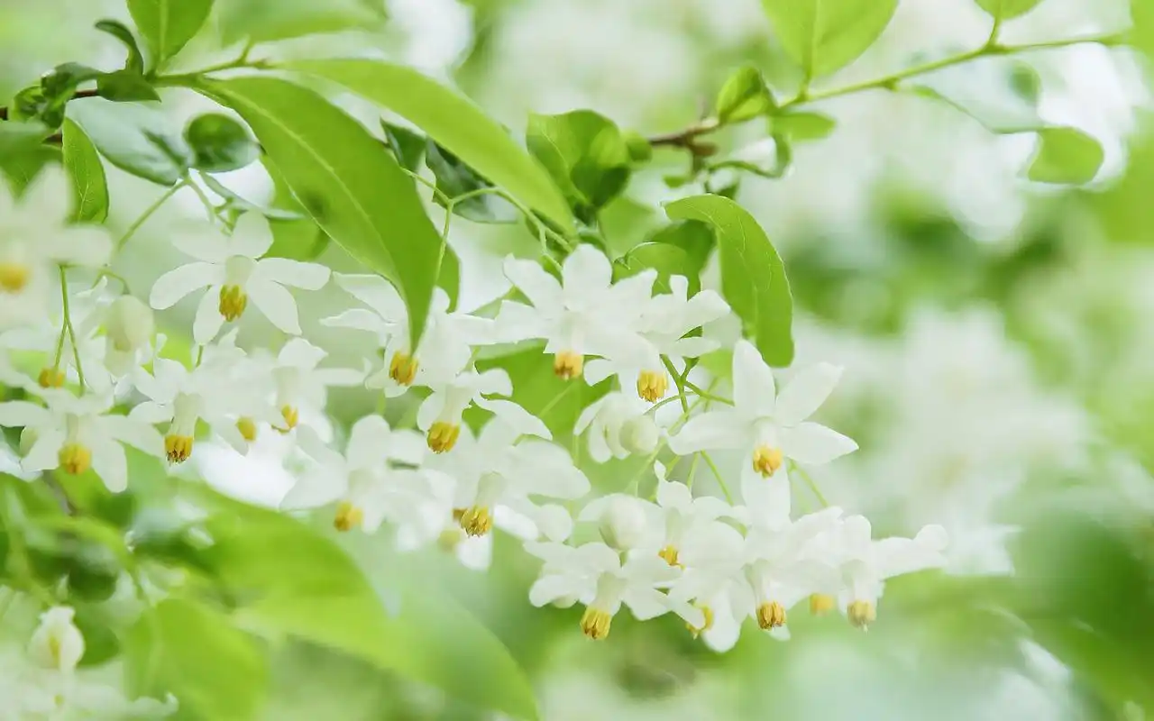 白花绿叶唯美小清新摄影高清壁纸高清大图预览1920×1200_植物壁纸