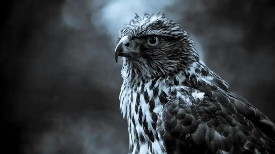 鹰鸟3d高清壁纸