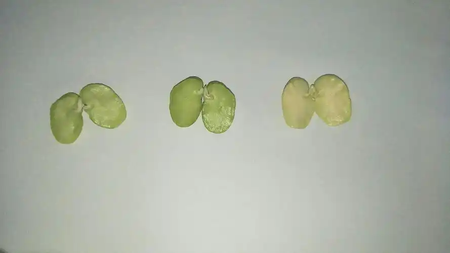 实验一:观察蚕豆种子 材料:蚕豆种子 步骤一:分开子叶.