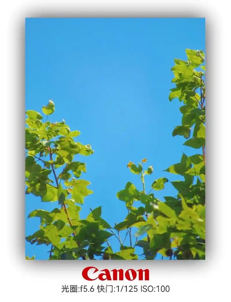 悠闲自在.蓝天配绿叶#佳能sx530hs #摄影 #随手拍天 - 抖音