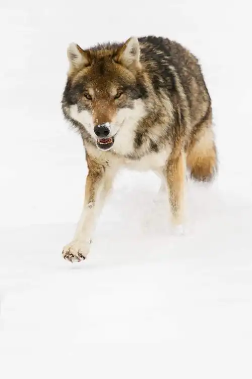 无人,跑,竖图,室外,白天,正面,美景,雪,大雪,狼,野生动物,德国,欧洲