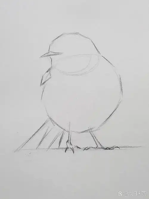 小鸟绘画过程详解 951首先大圆小圆概括脑袋和身体,横线斜线定出