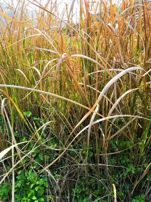 冬时枯去的茅草现在也迫不及待地绿了,而且是死而复生的那种感觉!