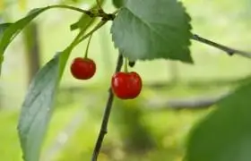 看起来就很甜的车厘子图片水果樱桃车厘子