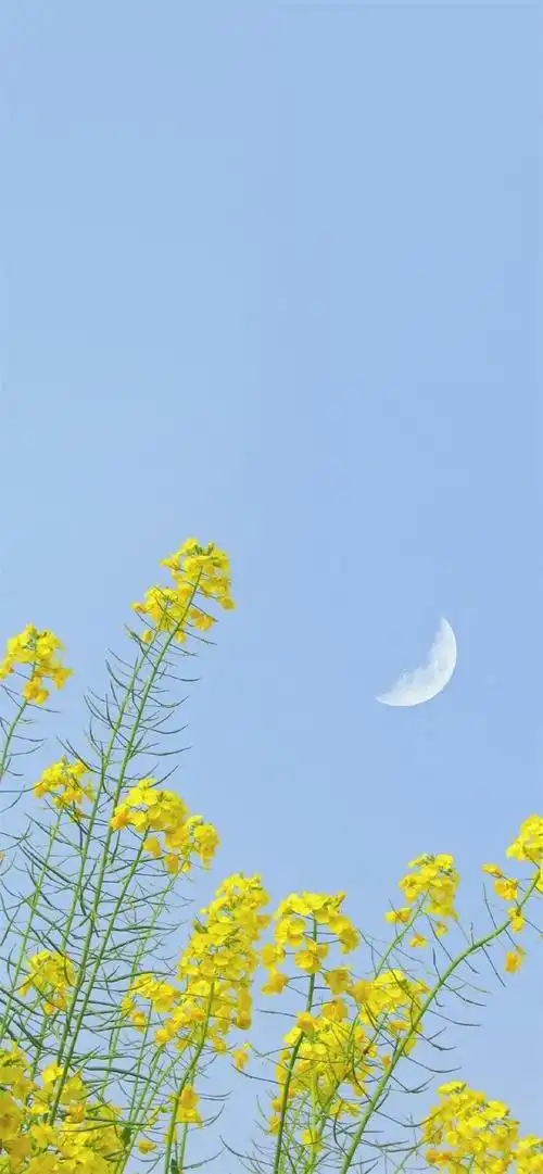 2020最火手机壁纸女生,2020最好看的手机桌面壁纸