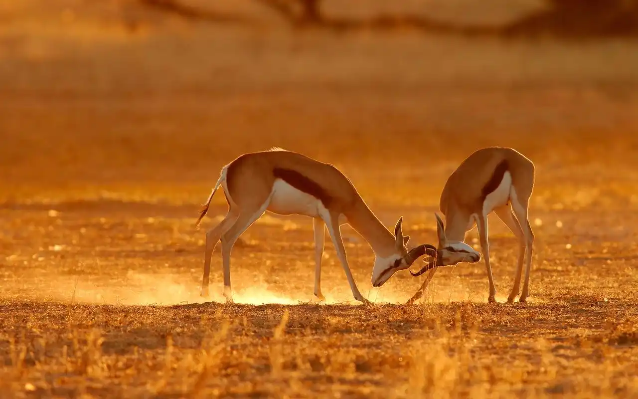 草原上的鹿嬉戏图片大全电脑桌面壁纸