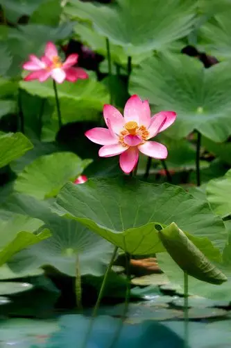 《荷花绽放光彩夺目》摄影专辑 - 美篇