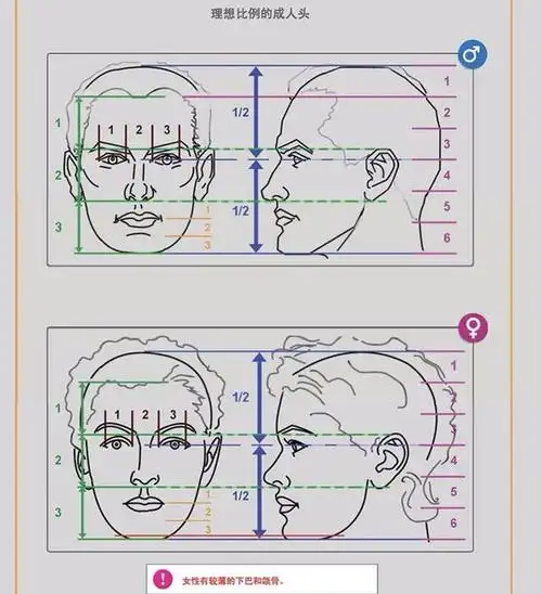 脸部的宽度即是5个等分的眼睛的长度相加 (如下图下侧标注)三庭即指