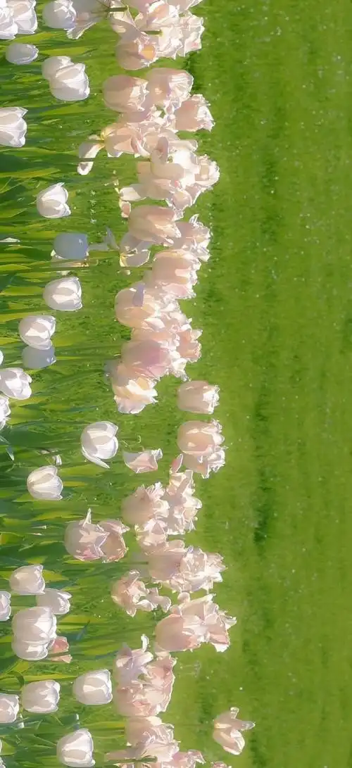 绿色ins风壁纸 绿色壁纸ins手机壁纸-图片大观-奇异网