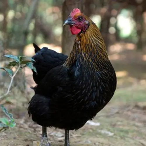 批发快大黑鸡苗 黑土鸡苗 黑毛土鸡苗 长速快 全国包运发货