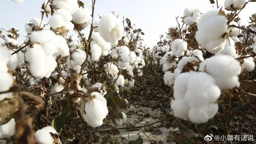 这雪白雪白的棉花谁能不爱