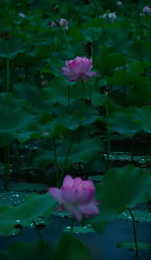 池塘里漂亮的荷花