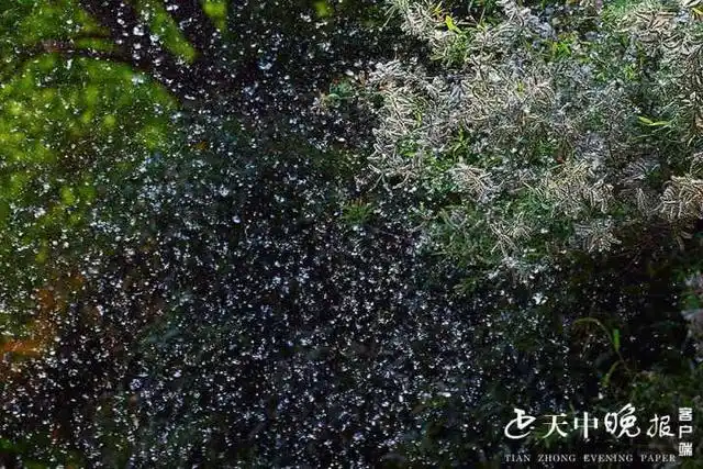 柳絮飘飞犹如四月飘雪防絮妙招有哪些