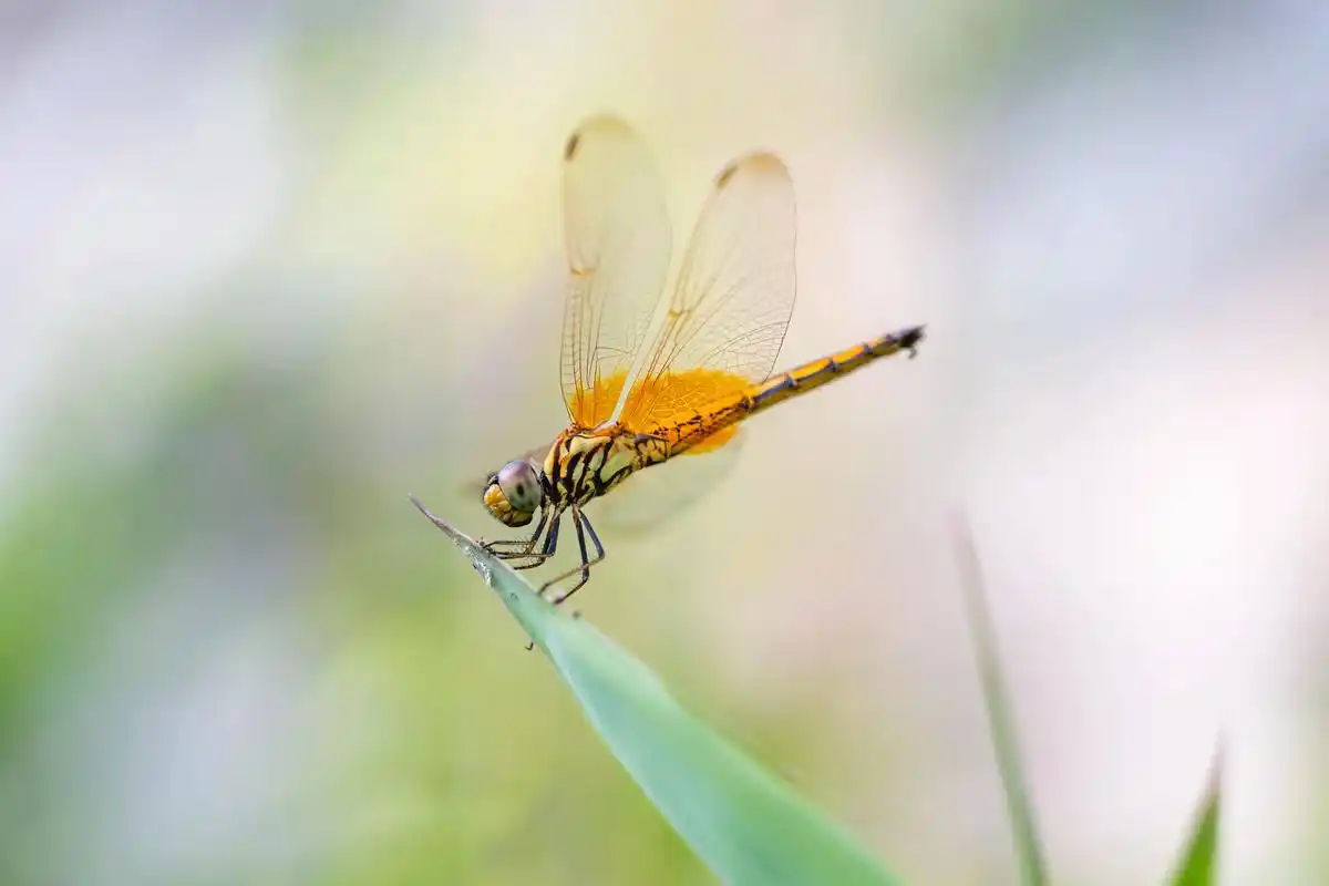 舞蹈的精灵春末夏初的季节,蜻蜓出来了,在天空中飞舞,它时而 - 抖音