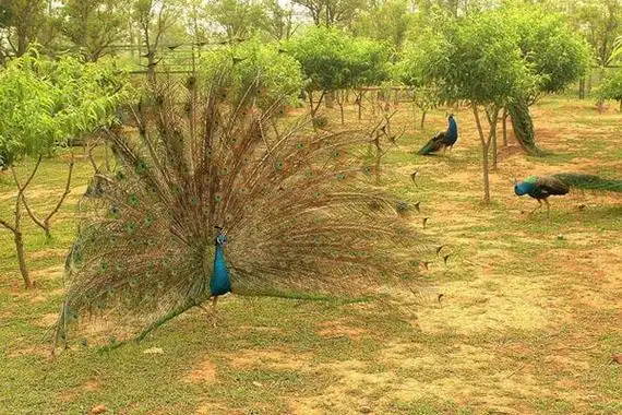 2021宿迁动物园门票及优惠政策