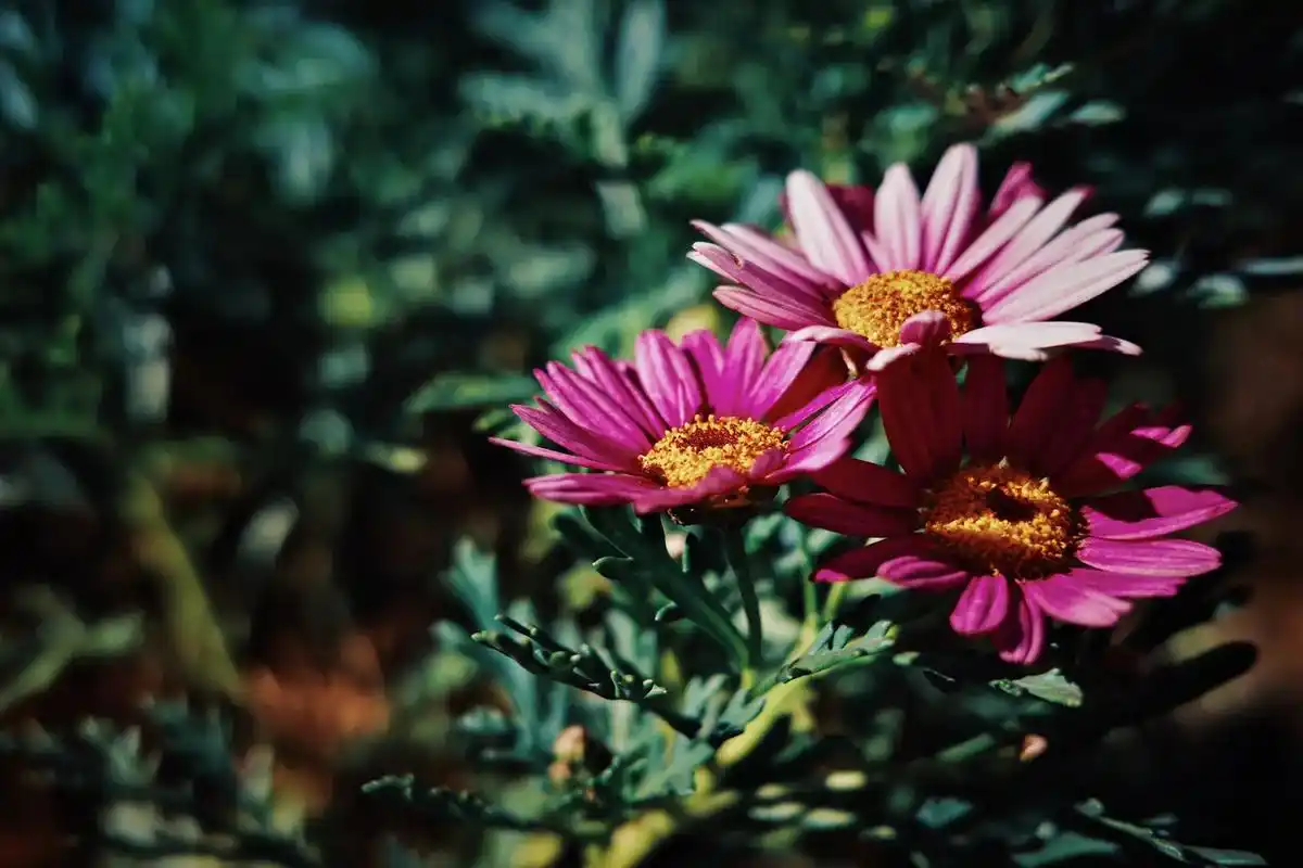 院子生活 #慢下来看世界 #住进风景里 #唯美意境 #静谧 - 抖音