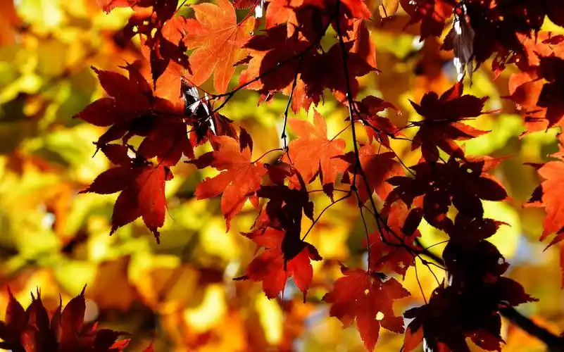 秋叶--秋天的落叶飘飘洒洒,千姿百态,把秋天最美的时光展现在人们的