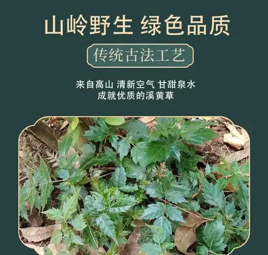 梓郎野生溪黄茶250克500克野生溪黄草新鲜溪黄草养生茶甘甜茶京固嫩梗