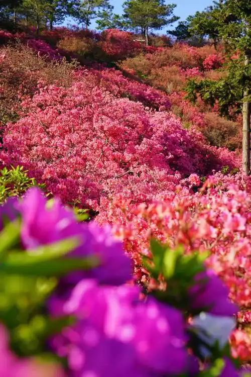 满山花海,与木兰云雾山 杜鹃花,来一场说走就走的双向奔赴_腾讯新闻