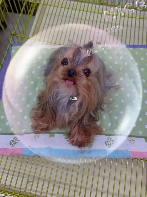 钢蓝背约克夏其实也可以很好看的