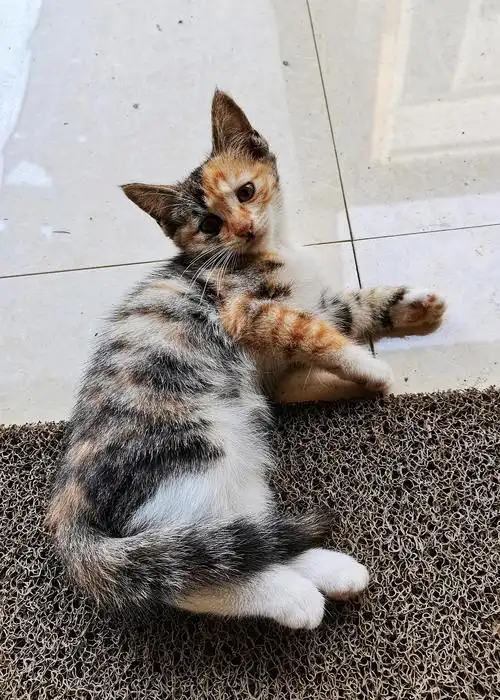 北京四只蓝猫田园混血小可爱找家