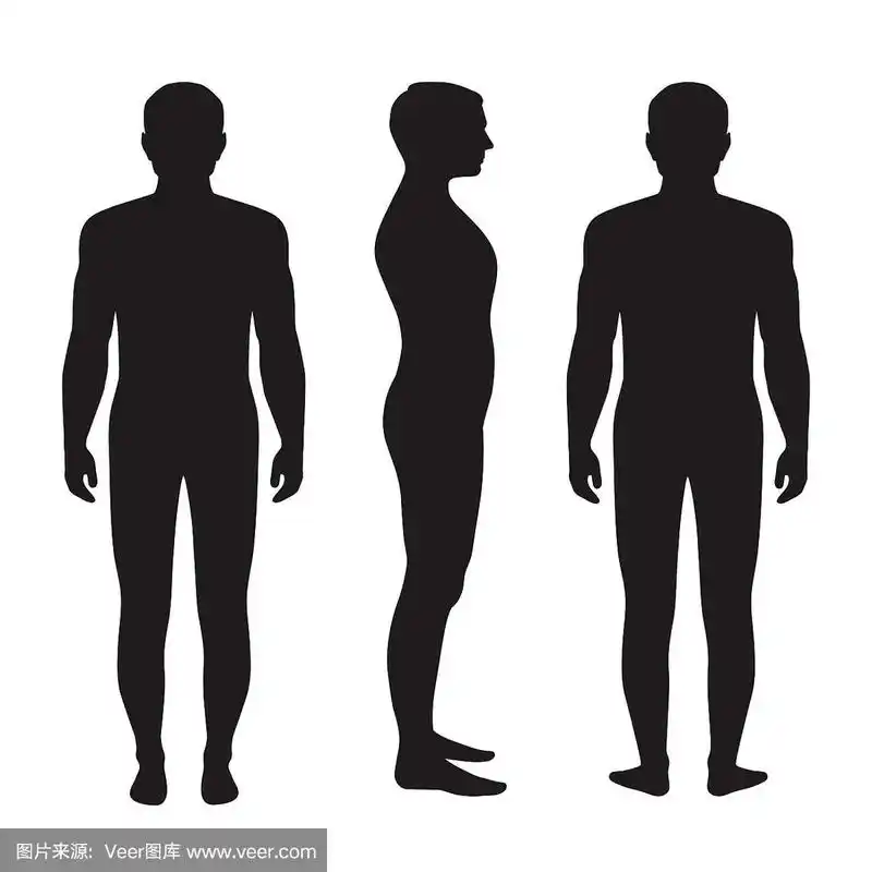 人体解剖的正面,侧面和背面剪影