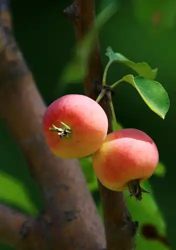 漂亮的海棠果乌鲁木齐