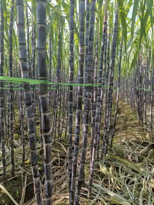黑皮甘蔗苗大灰种甘蔗苗真实的价格诚信为本广交天下朋友