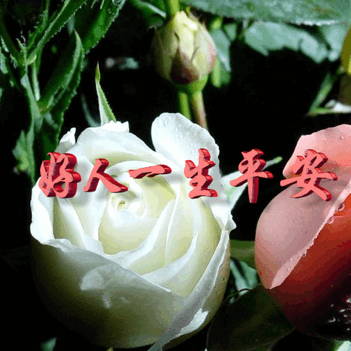 花朵gif好人一生平安gif祝福gif