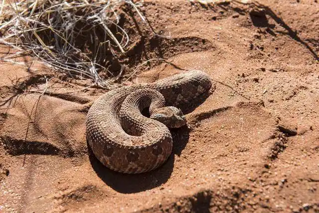 沙漠长角毒蛇,稍不注意被咬到,就要截肢!