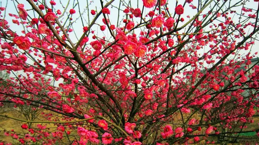 梅花种苗 银边朱砂梅 梅花新品种 梅花苗价格