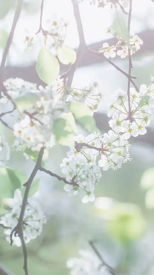 小清新花卉微距摄影图片手机壁纸