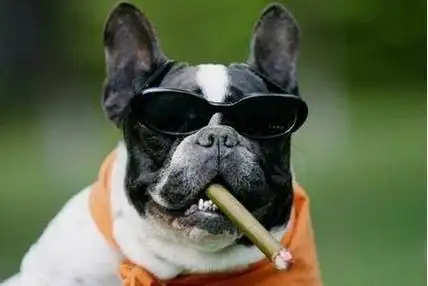 喜欢养狗先戒掉这6个坏习惯