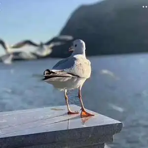 海鸥头像
