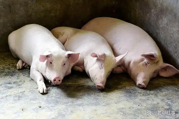 猪支原体肺炎又称为猪地方流行性肺炎,猪喘气病.