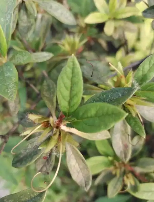 🌸杜鹃花遭遇网蝽侵袭🐛