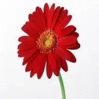 微信头像图片大全 微信花草植物头像