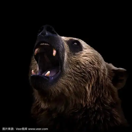 棕熊咆哮的黑色背景特写