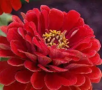 微信花头像点击鼠标右键下载女人发财头像能带来好运的微信花朵头像