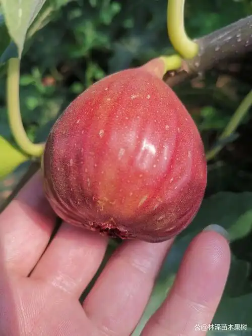 波姬红无花果品种详细讲解,波姬红无花果苗栽植技术