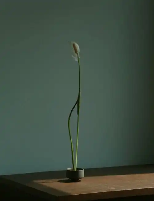 太高级了!这5种氛围感花材,随手一放都好有feel