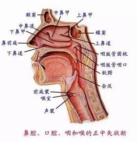 头腔咽腔胸腔什么是唱歌中的共鸣腔体