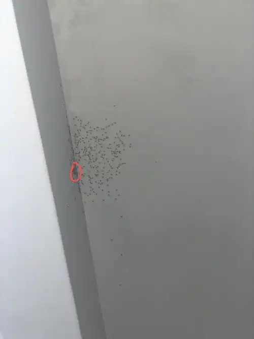 持续更新 家里进了大蜘蛛还生了一窝怎么办?有图.