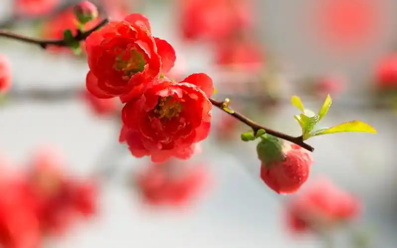 唯美娇艳海棠花图片电脑壁纸