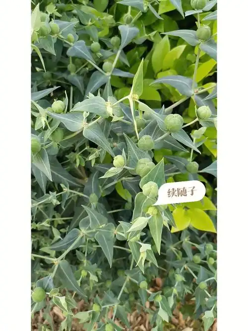 刚刚认识的植物续随子地笋